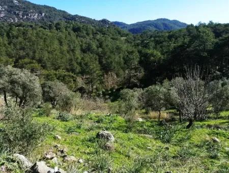 Mugla Ortaca Gokbel Bargain Olive Grove For Sale