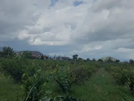 5.000 M2 Land With 150 M2 Construction Right Is For Sale In Muğla Dalyan