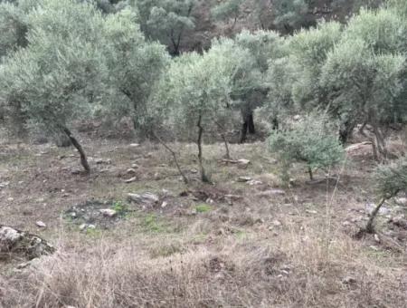 1.025 M2 Qualified Olive Grove Land In Muğla Milas Çakıralan Is For Sale