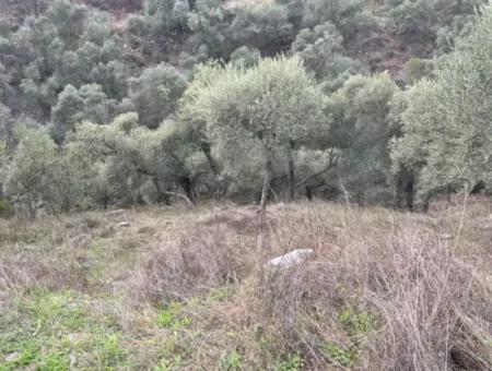 1.025 M2 Qualified Olive Grove Land In Muğla Milas Çakıralan Is For Sale