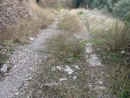 1.025 M2 Qualified Olive Grove Land In Muğla Milas Çakıralan Is For Sale