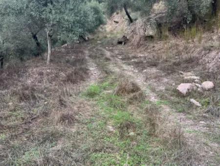 1.025 M2 Qualified Olive Grove Land In Muğla Milas Çakıralan Is For Sale
