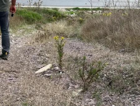 1.025 M2 Qualified Olive Grove Land In Muğla Milas Çakıralan Is For Sale