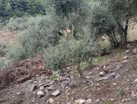 1.025 M2 Qualified Olive Grove Land In Muğla Milas Çakıralan Is For Sale