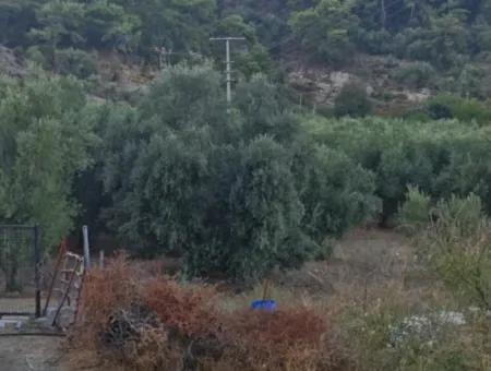 Muğla Köyceğiz Çandır Mah.4 250 M2 Olive Grove For Sale