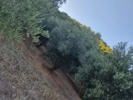 Muğla Köyceğiz Çandır Mah.4 250 M2 Olive Grove For Sale
