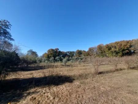 Bargain Suitable For Investment In Muğla Dalyan 4 000 M2 Land By The Forest Is For Sale