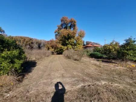 Bargain Suitable For Investment In Muğla Dalyan 4 000 M2 Land By The Forest Is For Sale