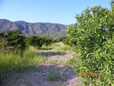 Citrus Garden For Sale In Köyceğiz Dogusbelen Bargain