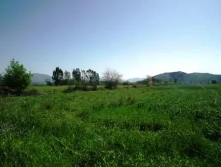 Oriya Raider Fertile Land For Sale 30 000 M2