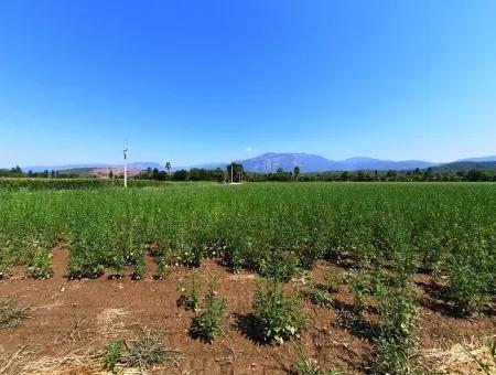 Efficient Field For Sale In Koycegiz