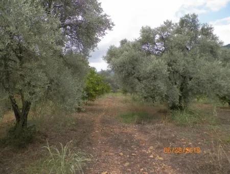 Köycegiz Yangıda 9406 M2 Efficient Field For Sale