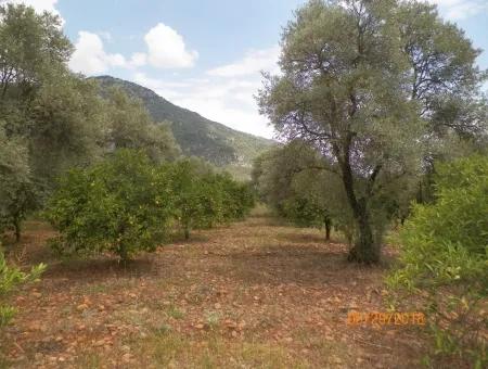 Köycegiz Yangıda 9406 M2 Efficient Field For Sale