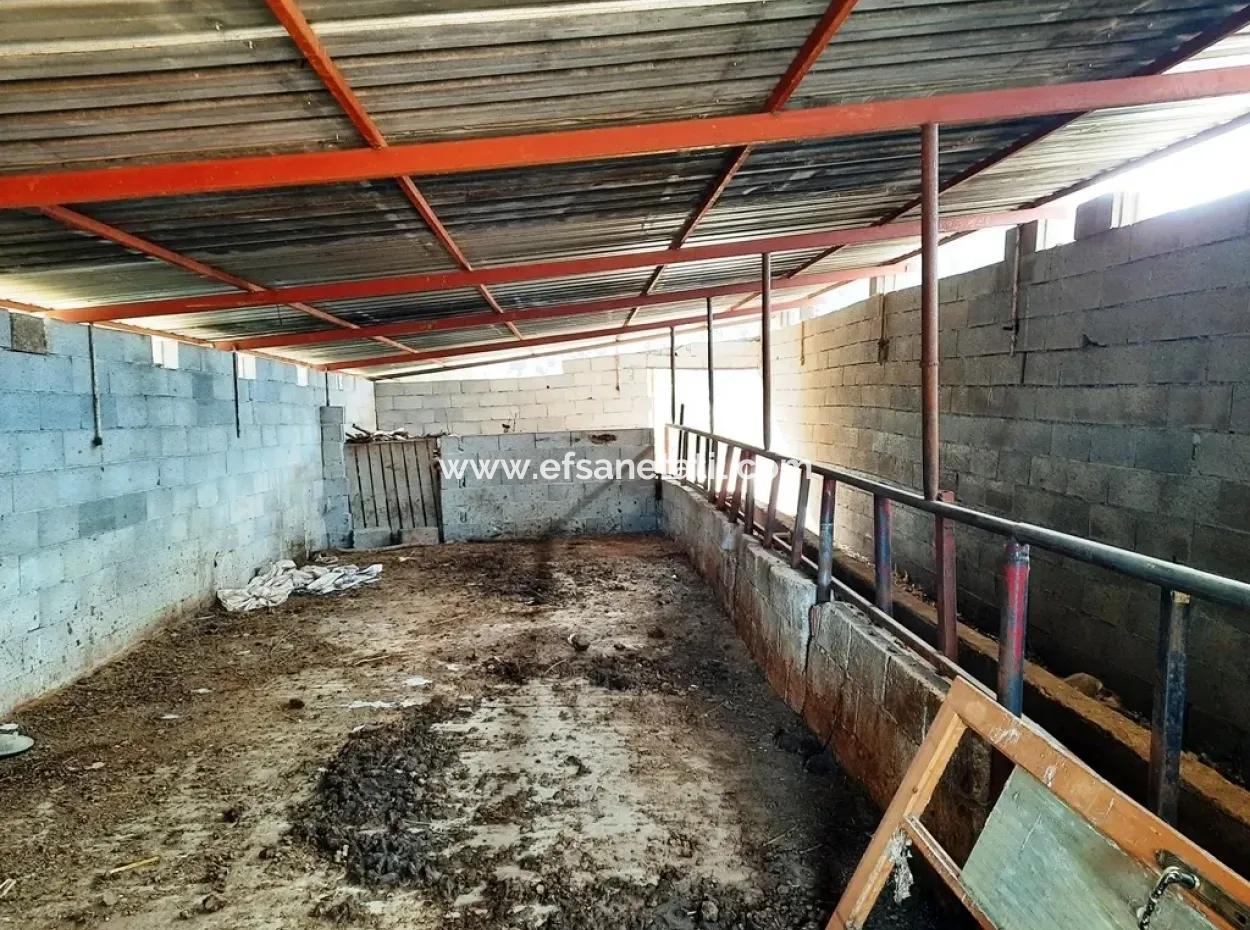 Denizli Çameli Cevizlide Satılık 2 700 M2 Arazi Ve Köy Evi