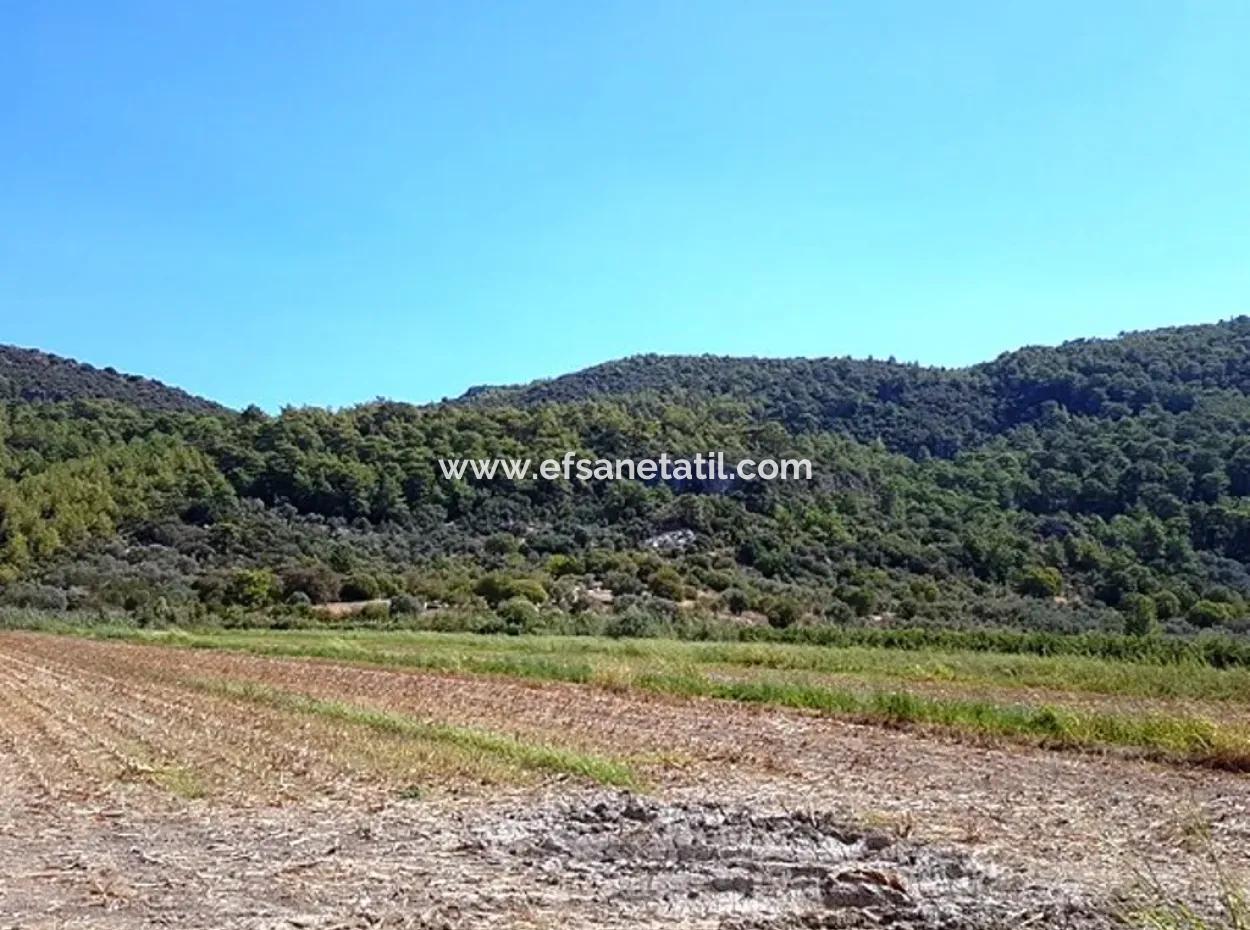 Muğla Ortaca Güzelyurtta Satılık Verimli Kelepir Arazi