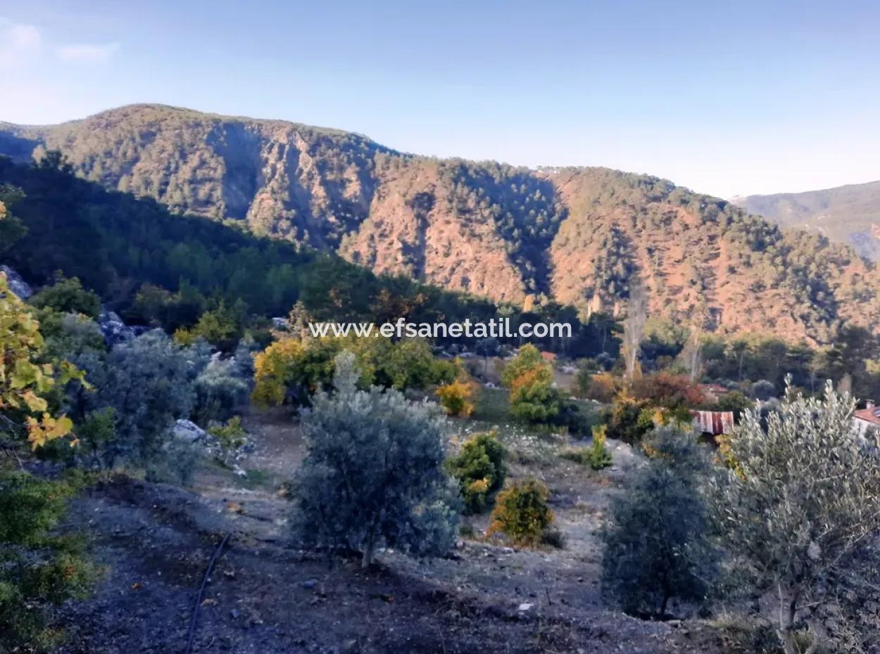 Muğla Dalaman Narlıda Satılık 1800 M2 Kelepir Arazi