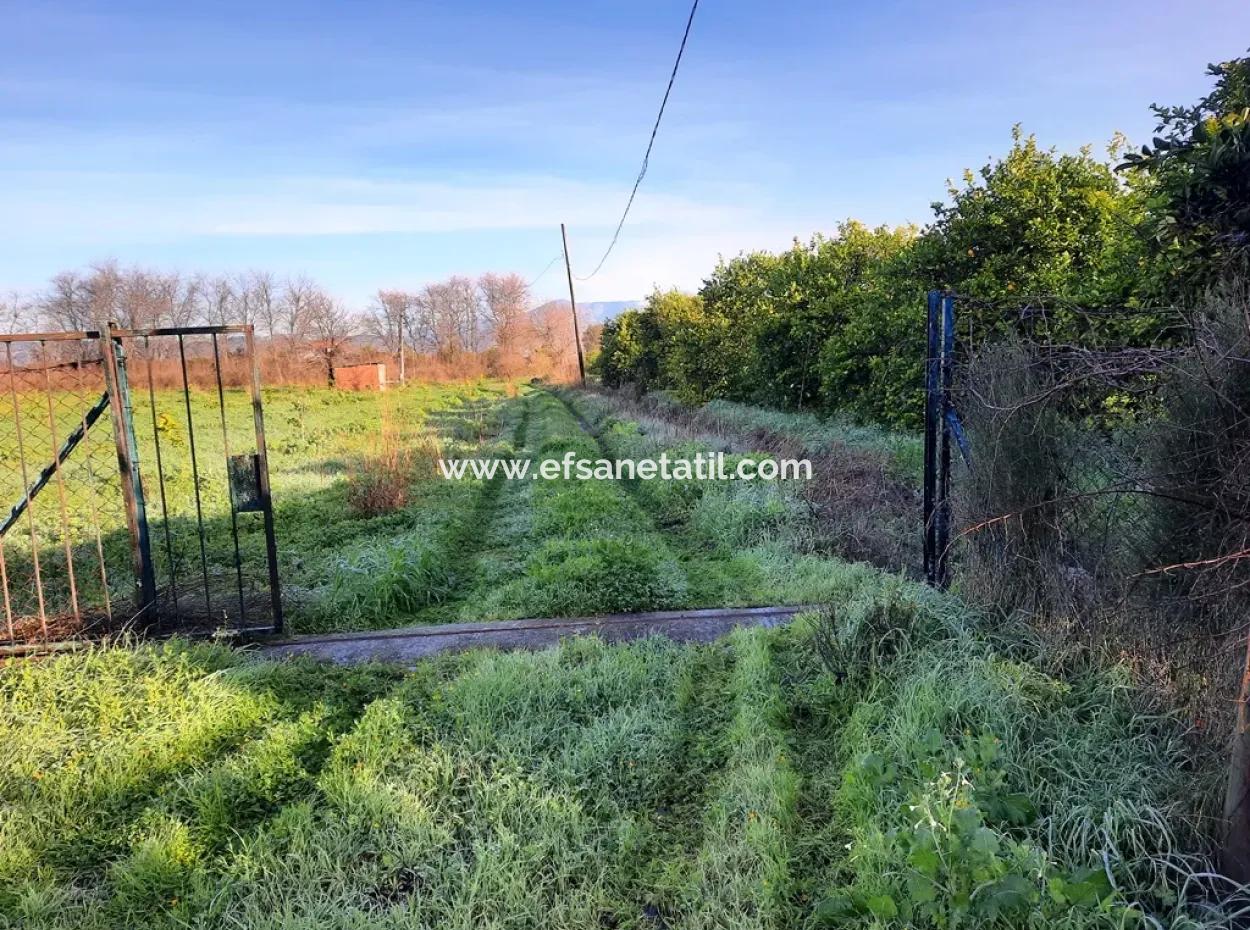 Ortaca Dalaklıda Satılık 10 000 M2 Müstakil Limon Bahçesi