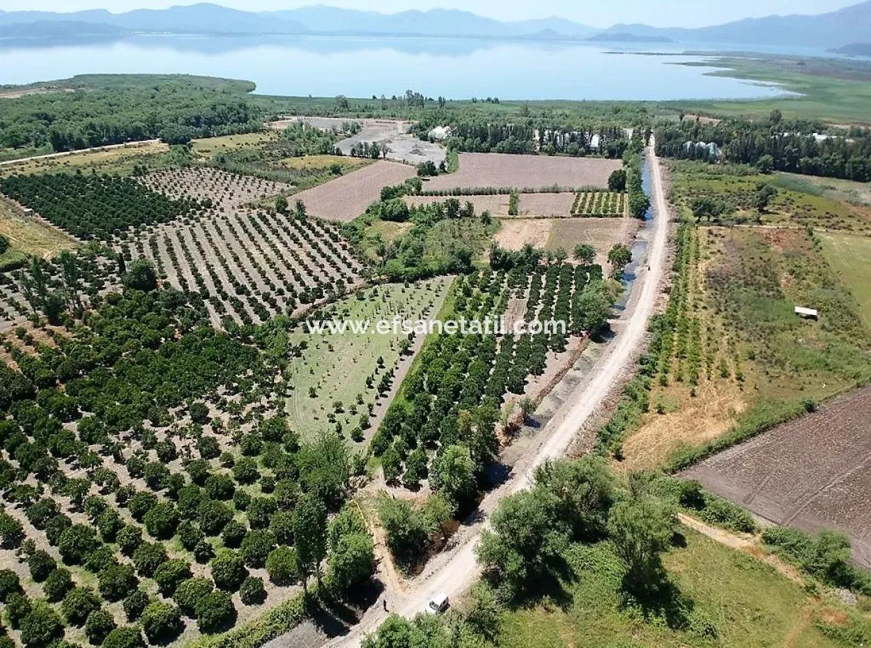 Köyceğizde Göle Yakın 2 650 M2 Müstakil Tapulu Bahçe Satılık