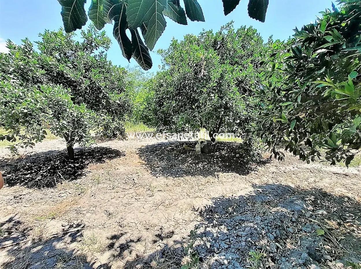 Köyceğiz De Göle Yakın Müstakil Tapulu 2 650 M2 Narenciye Bahçe Satılık Veya Takas Olur