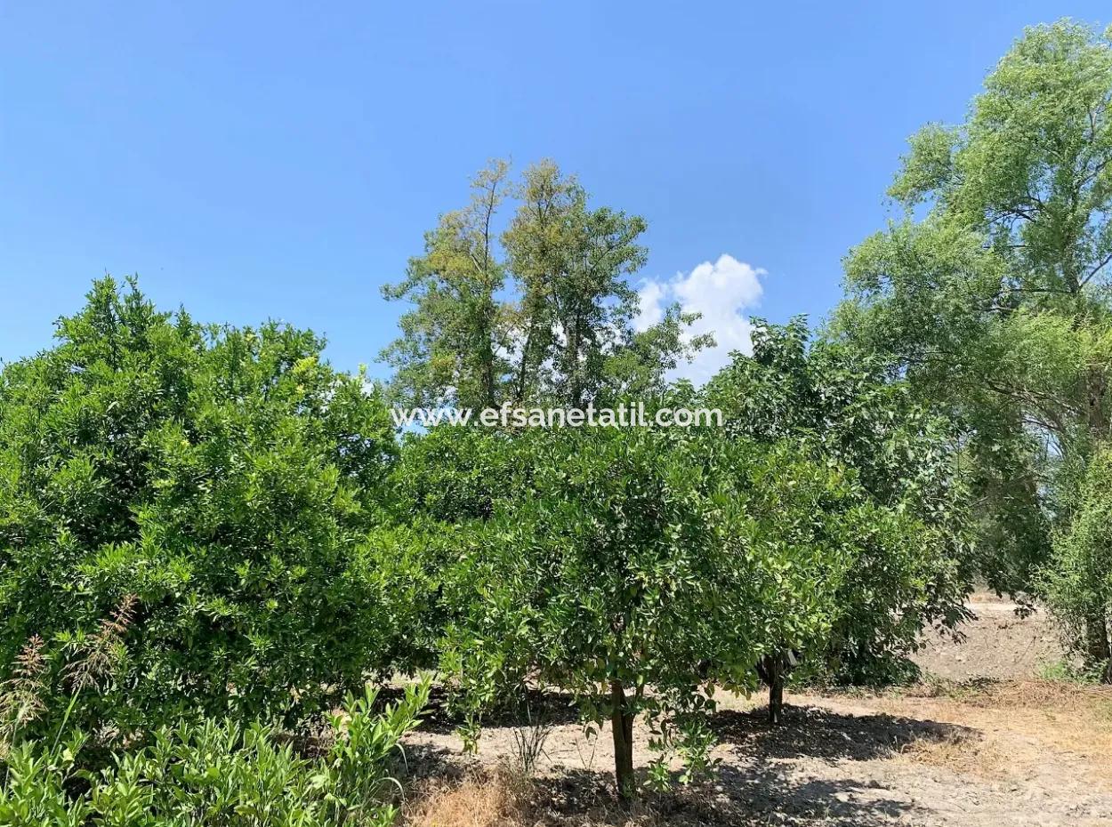 Köyceğiz De Göle Yakın Müstakil Tapulu 2 650 M2 Narenciye Bahçe Satılık Veya Takas Olur