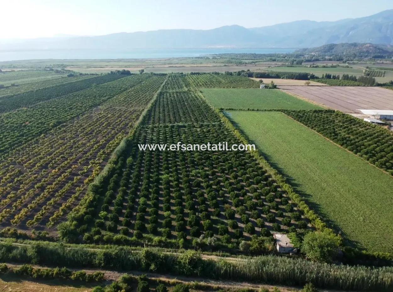 Ortaca Tepearasında Satılık Narenciye Bahçesi