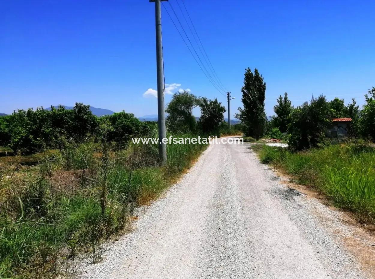 Ortacada Satılık Kelepir Limon Bahçesi