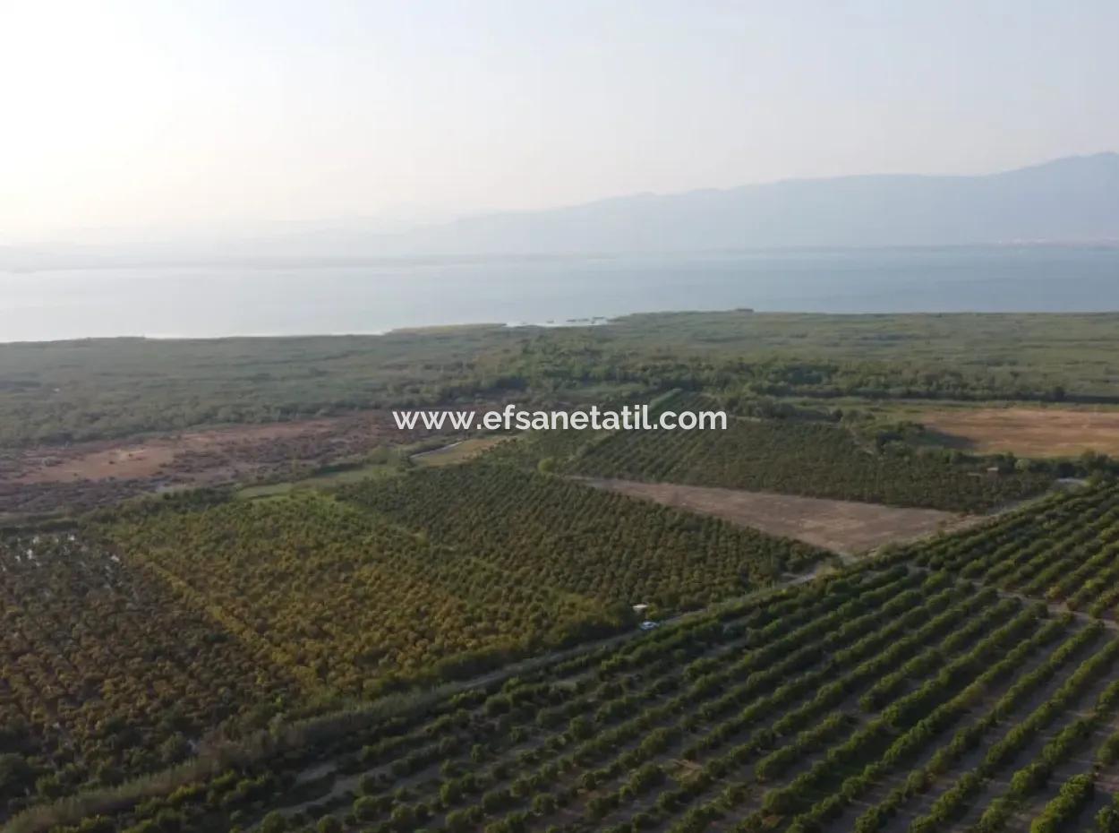 Muğla Ortaca Tepearasında Satılık Nar Bahçesi