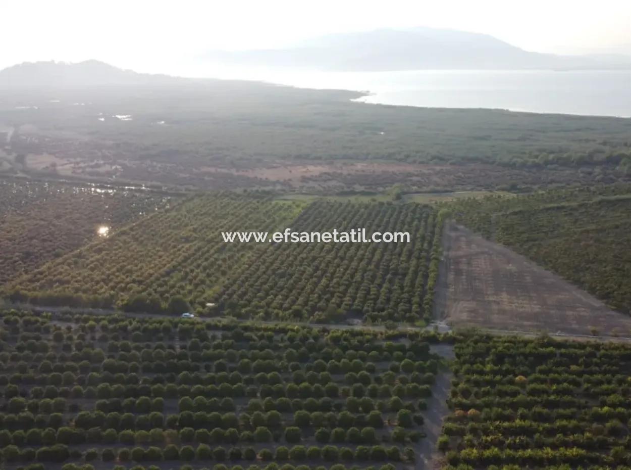 Muğla Ortaca Tepearasında Satılık Nar Bahçesi