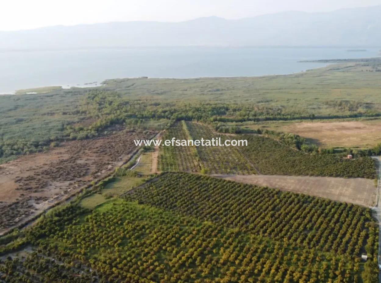 Muğla Ortaca Tepearasında Satılık Nar Bahçesi