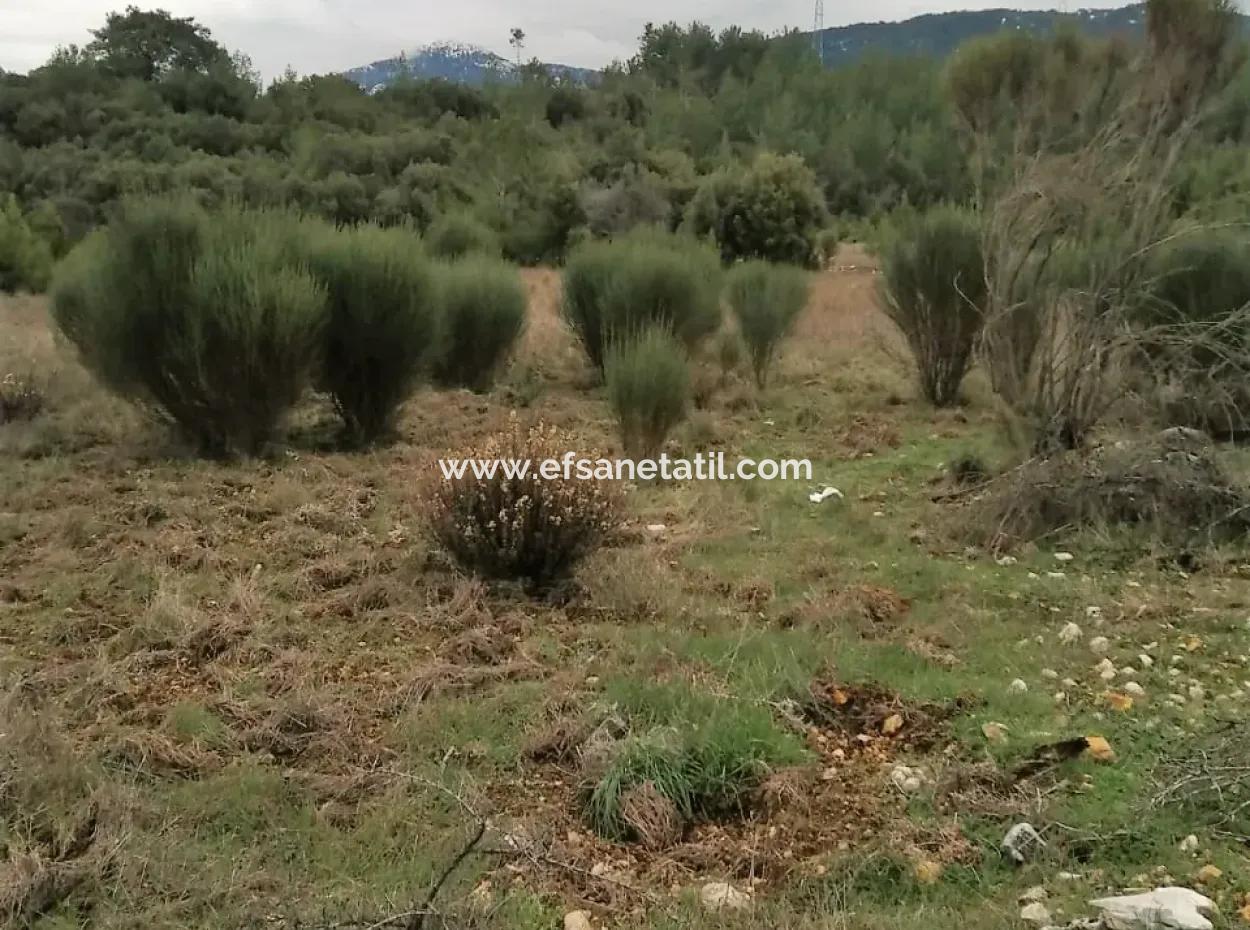 Muğla Dalaman Gürleyikte Satılık 30949 M2 Verimli Tarla