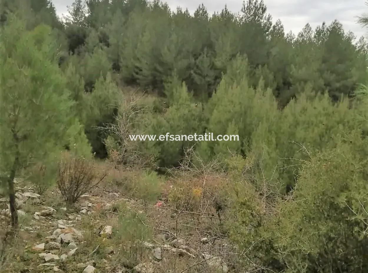 Muğla Dalaman Gürleyikte Satılık 30949 M2 Verimli Tarla