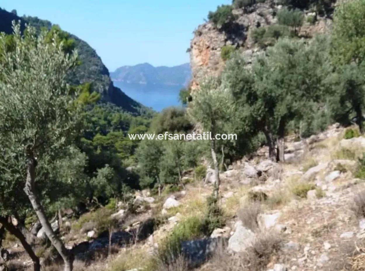 Köyceğiz Ekincikte Satılık Deniz Manzaralı Zeytinlik