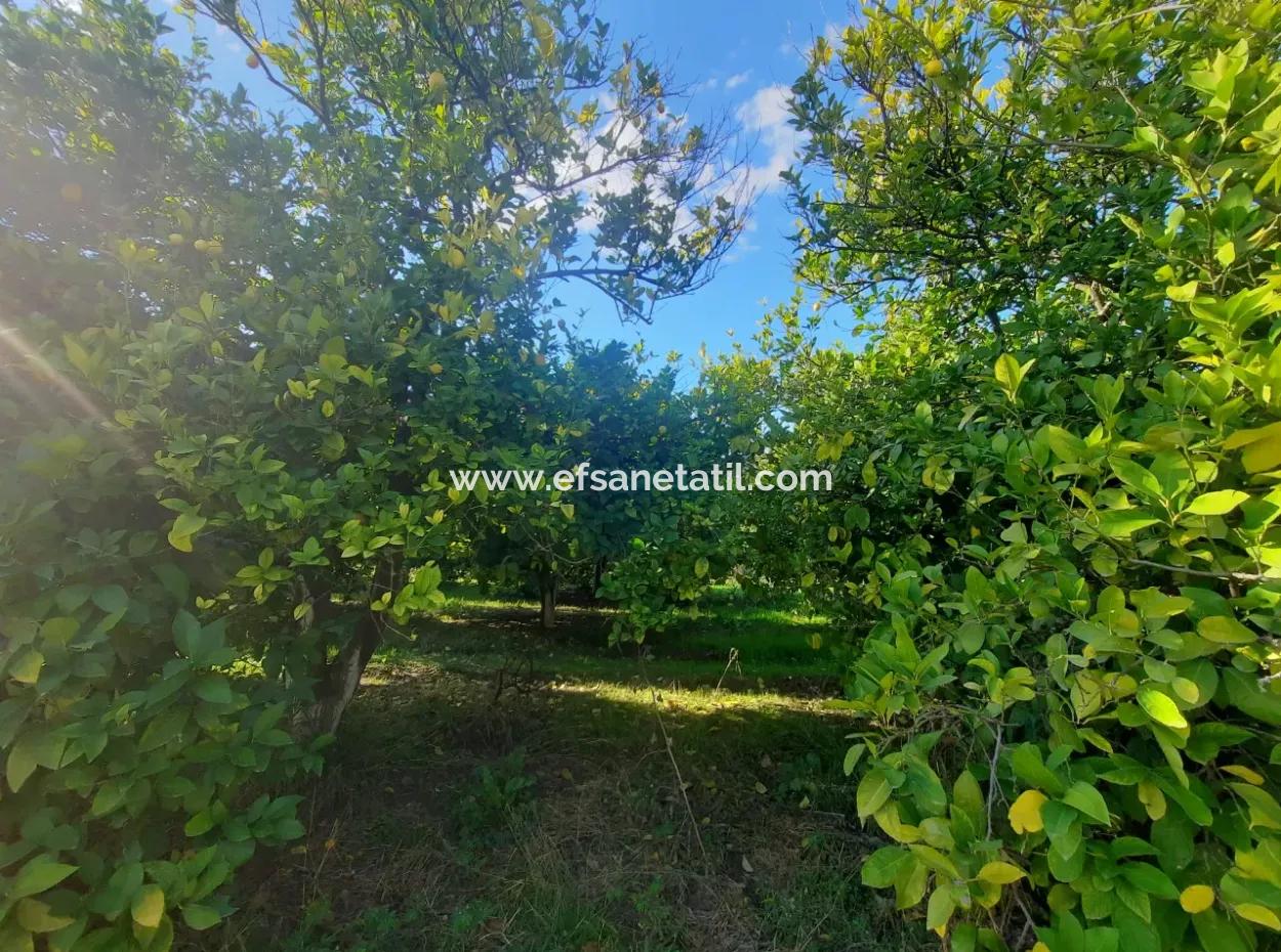 Ortaca Ekşiliyurt Da Yatırıma Uygun 11 850 M2  Limon Bahçesi Ve 4 Bina Satılık