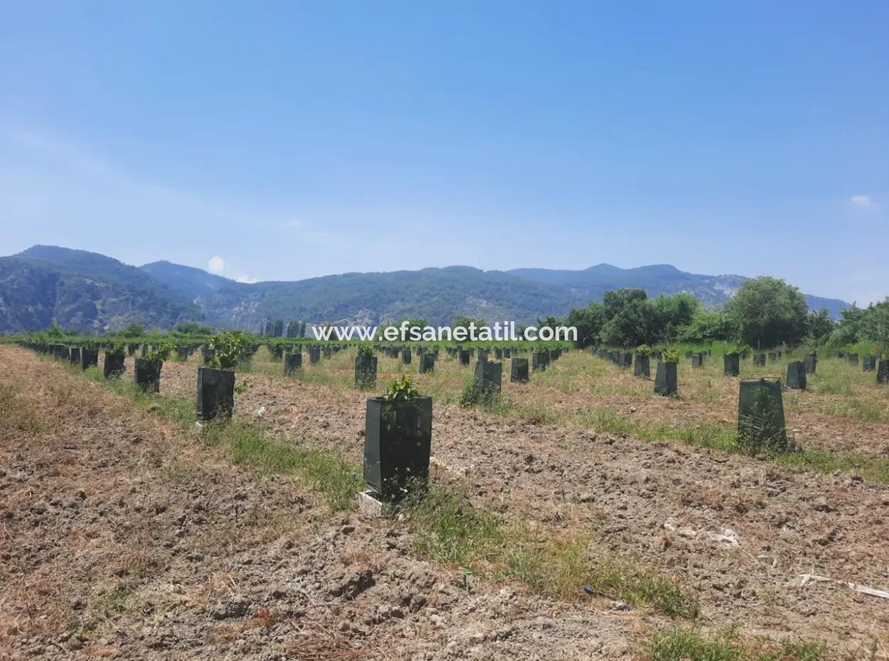 Muğla Güzelyurtta Satılık 40.000 M2  Avokado Bahçesi