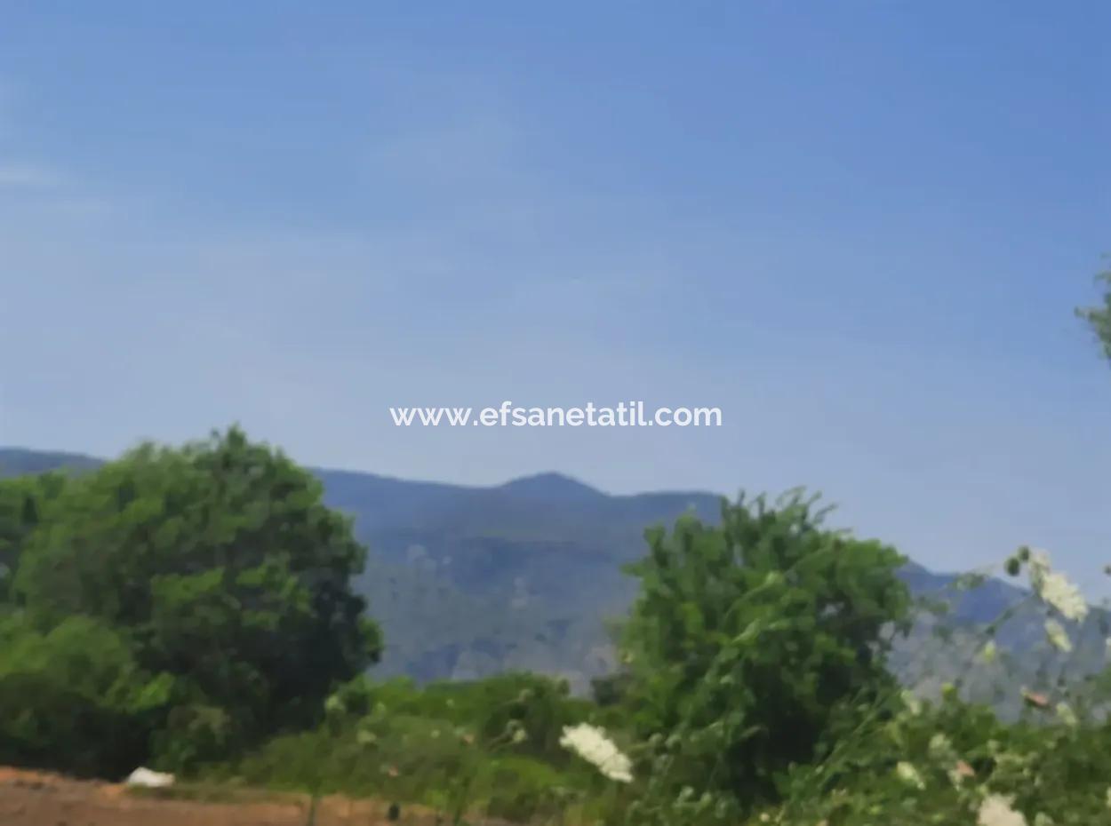 Muğla Güzelyurtta Satılık 15 600 M2 Limon Bahçesi