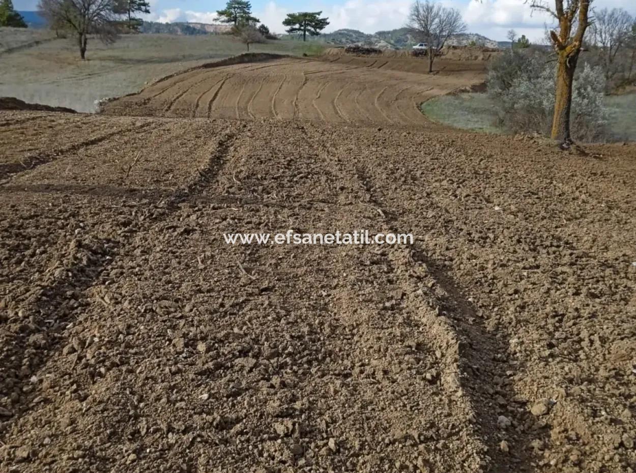 Acıpayam Çakır Da Satılık Müstakil, Verimli, 3 500 M2  Düz Arazi