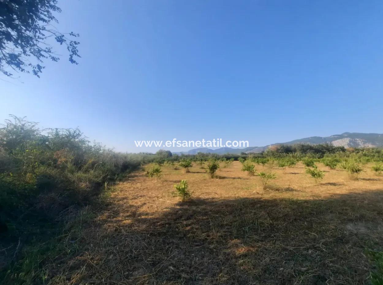 Ortaca Dikmekavak Da 5000 M2 Narenciye Bahçesi Satılık