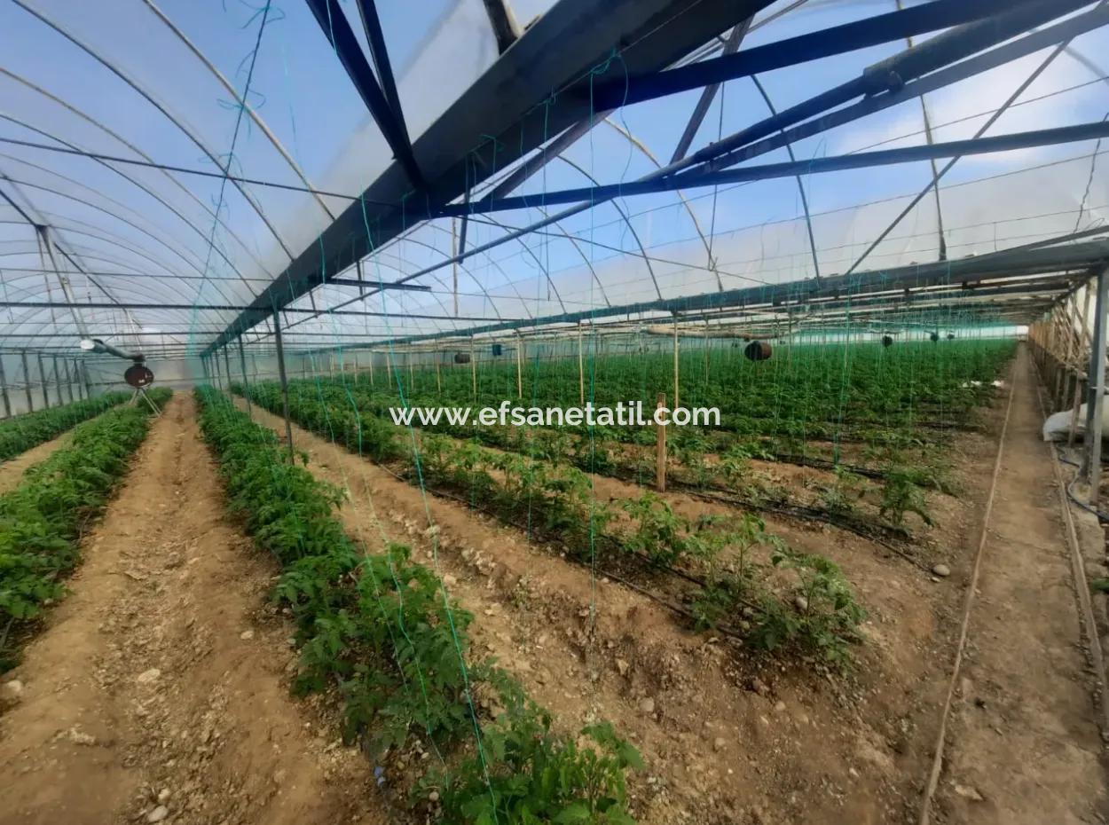 Ortaca Eskiköyde 5 000 M2 Arazide, 3 000 M2 Tünel Sera, 2 Adet 3+1 Daire Ve 3+1 Müstakil Dubleks Satılık