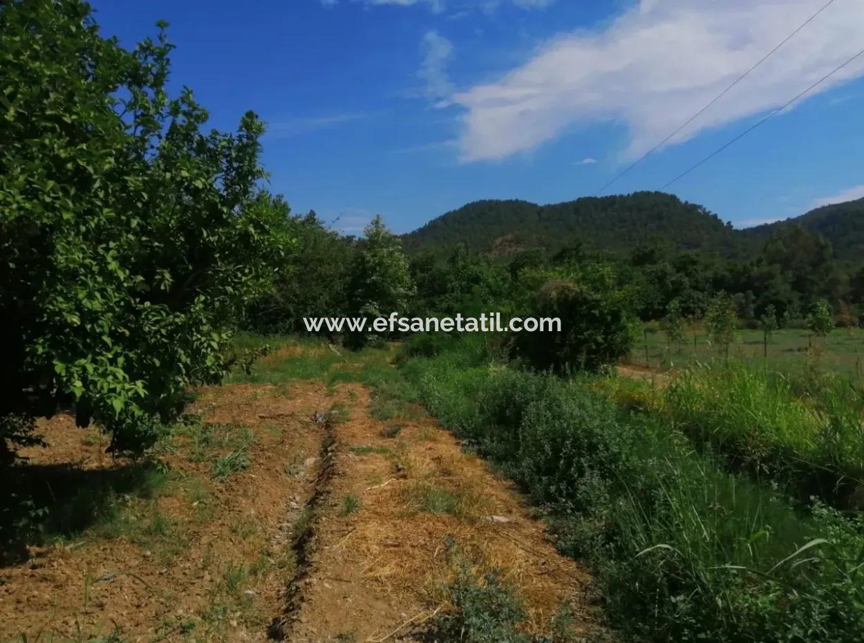 Köyceğiz Beyobasında Satılık Kelepir Tarla