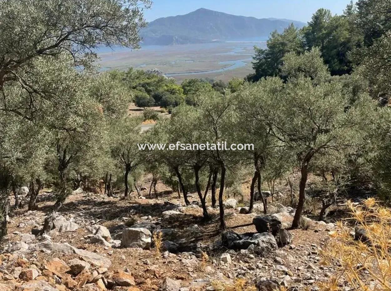 Muğla Köyceğiz Çandır Mah. 5000 M2 2B Tarla Satılık