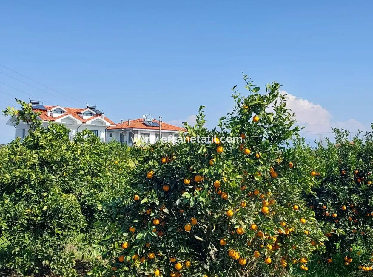 Muğla Dalyan Da Satılık 722 M2 İmarlı Müstakil Arsa