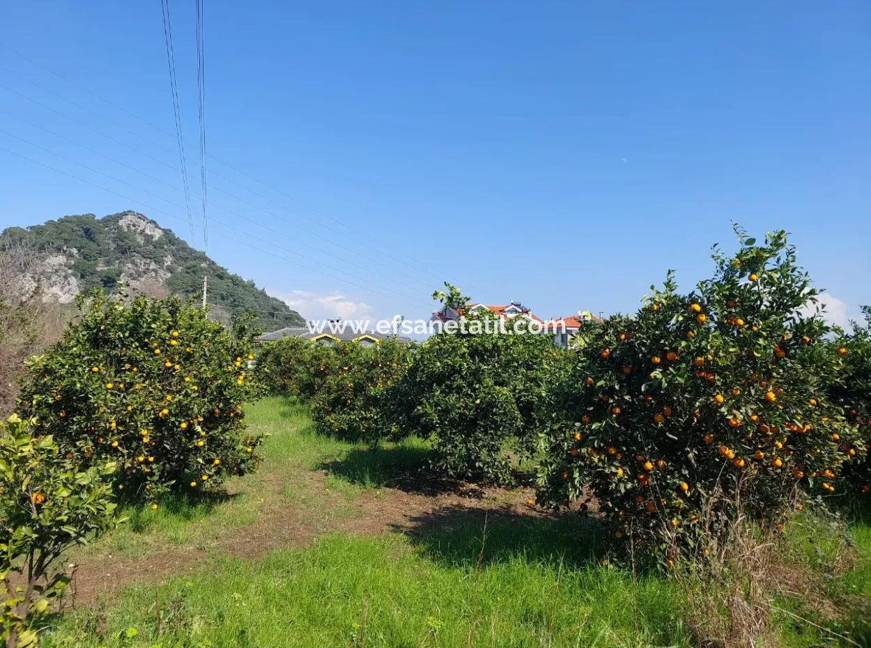 Muğla Dalyan Da Satılık 722 M2 İmarlı Müstakil Arsa