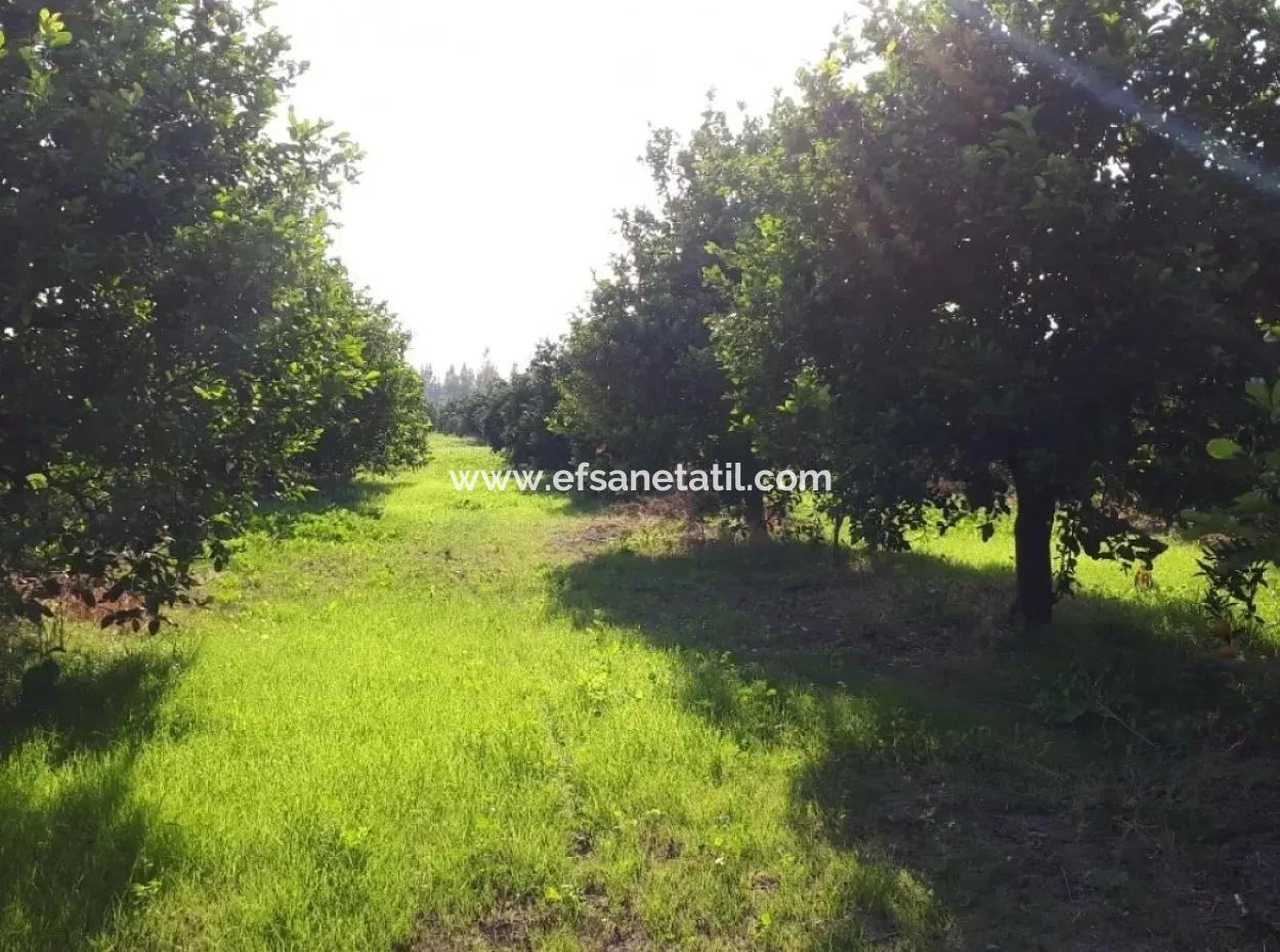 Tepearasında Satılık Kelepir Portakal Bahçesi