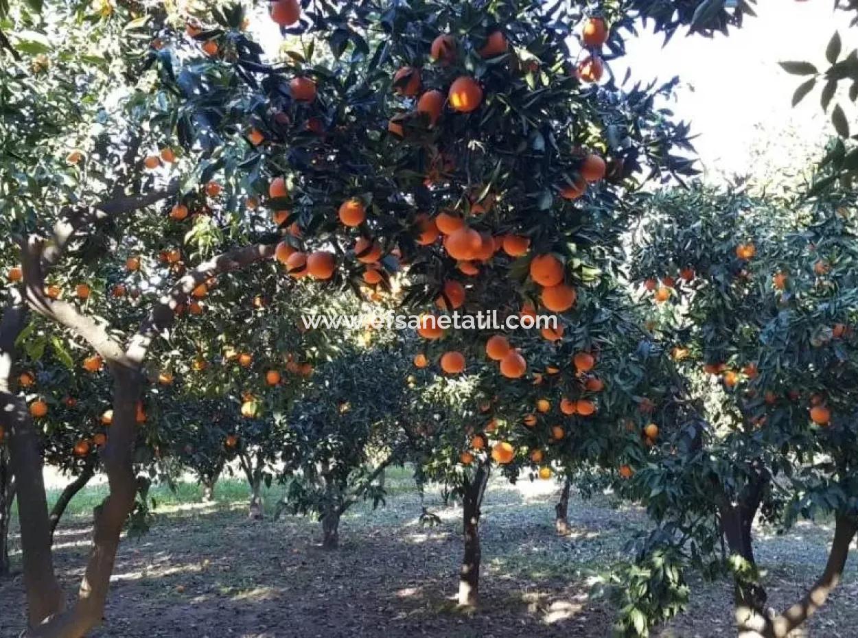 Köyceğiz Köyünde Satılık Kelepir Köy Evi