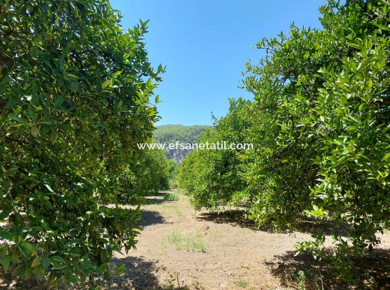 Muğla, Ortaca, Okçular Da, 1015, 69 M2, Müstakil Tapulu Arsa Satılık.