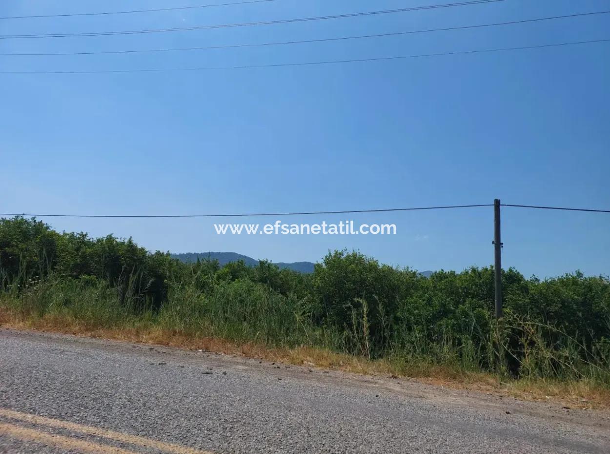 Muğla Ortaca Ekşiliyurtta Yola Sıfır 7. 000 M2 Limon Bahçesi Satılık