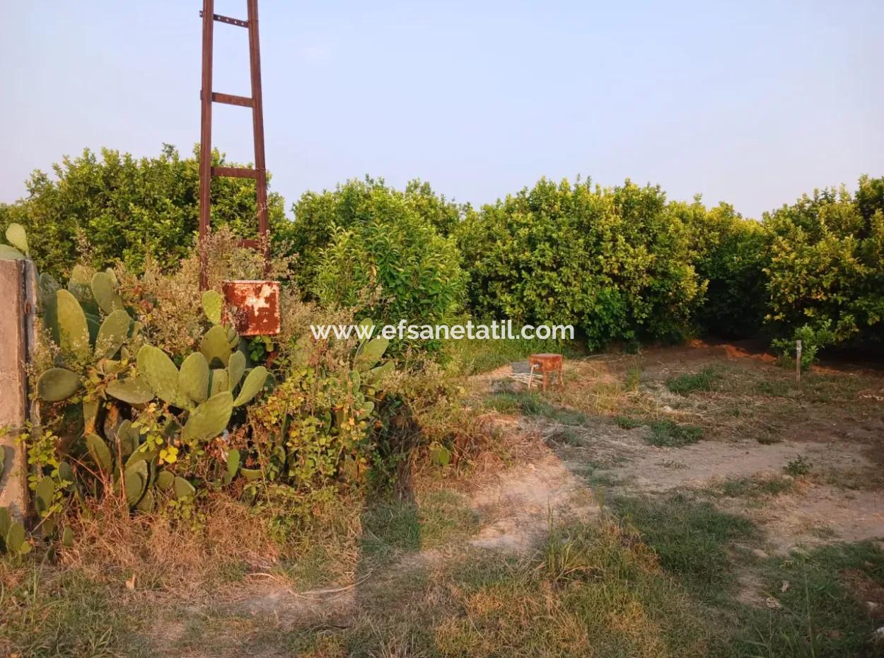 Ortaca Fevziyede 4.000 M2 Limon Bahçesi Satılık