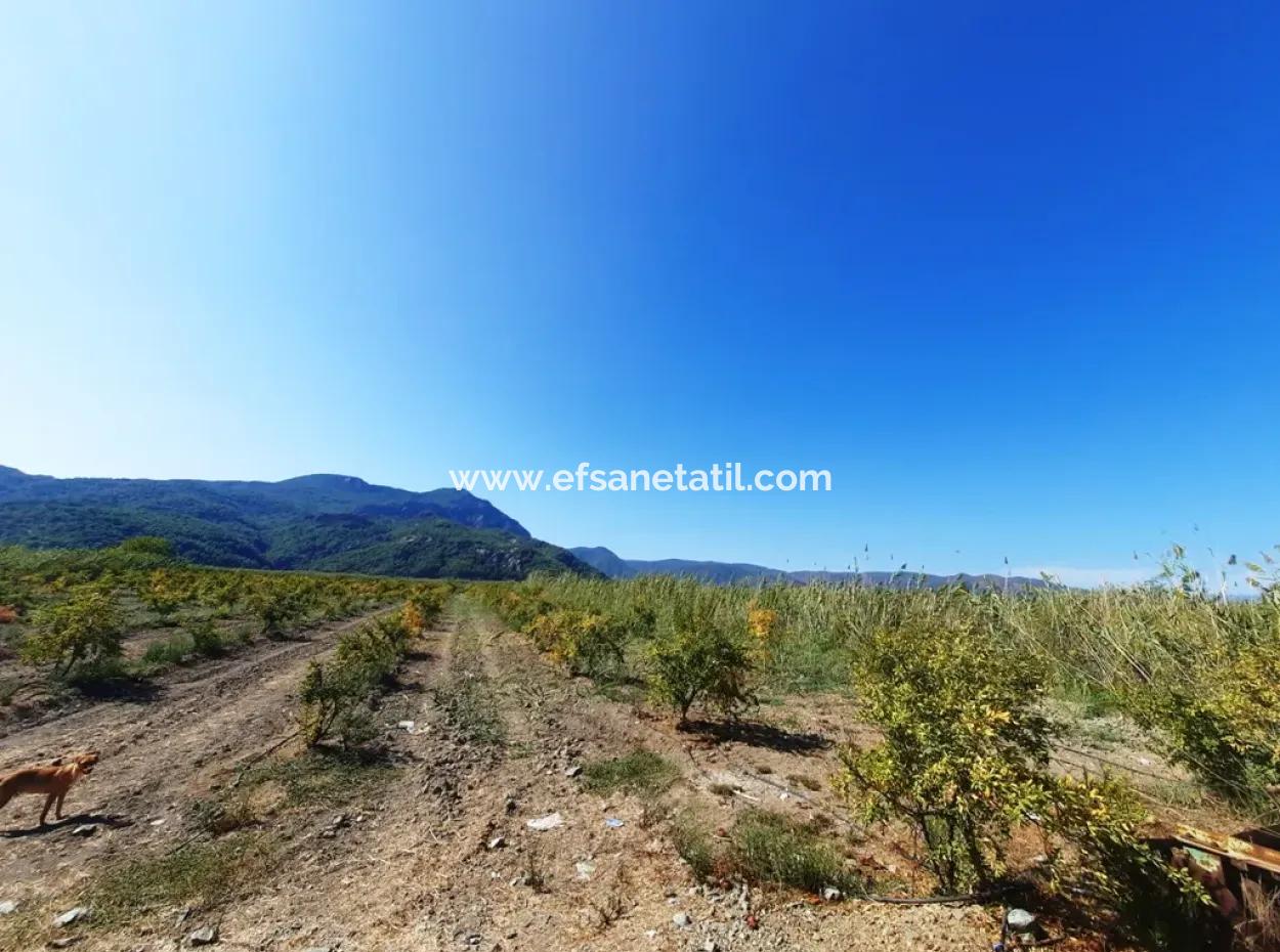 Dalyanda 26.200 M2 Köy Merasına Sıfır Kelepir Arazi Satılık