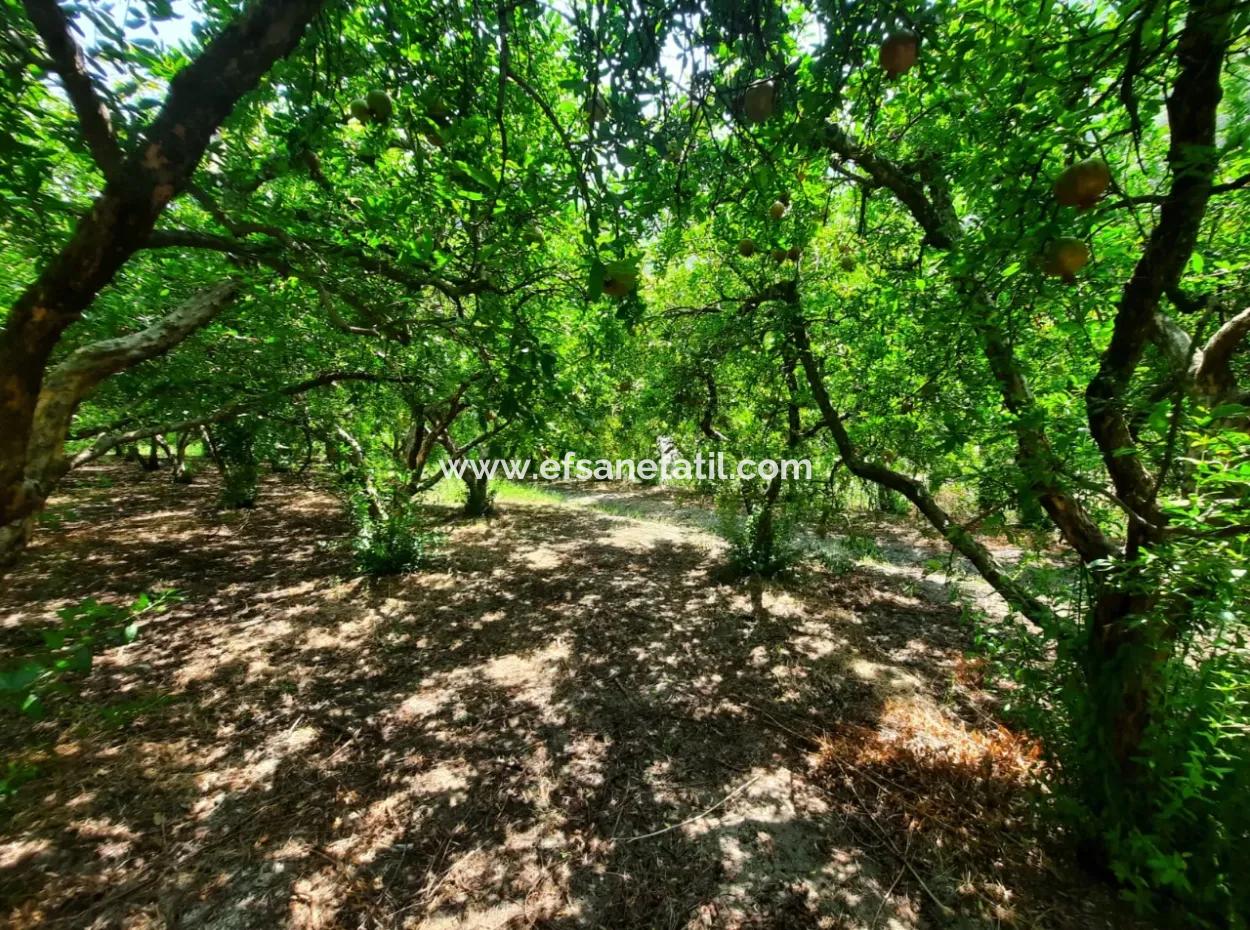 Muğla Dalyanda Dağ Sıfır, Su Kenarı 10 500 M2 Nar Bahçesi Satılık