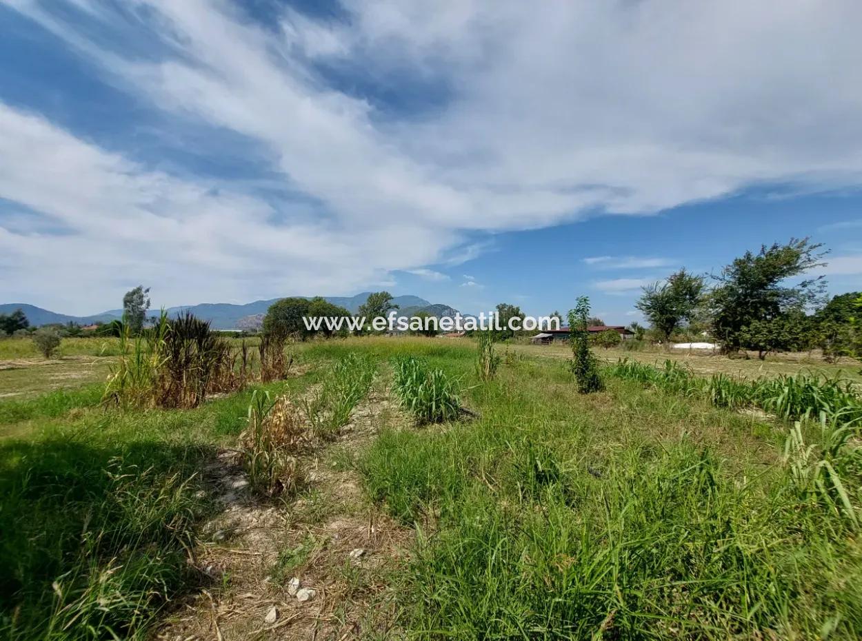 Muğla Dalyan'da Dağa Sıfır Verimli 1.680 M2 Arazisi Satılık